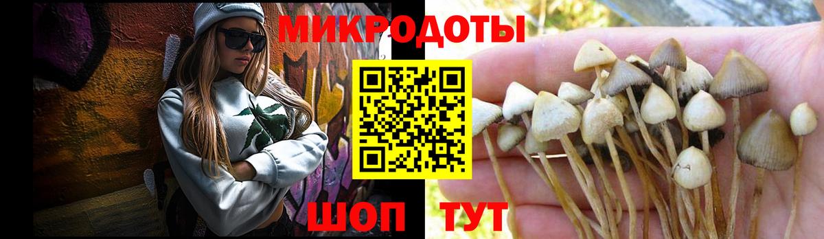Галлюциногенные грибы Psilocybe  Саратов 